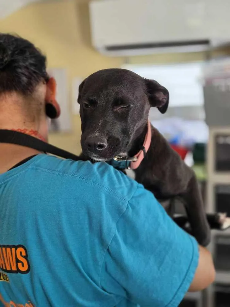 A baby small-sized female Tricolor (Brown, Black, & White) American Bulldog dog named Melanie Misha for adoption in Lakeland, FL