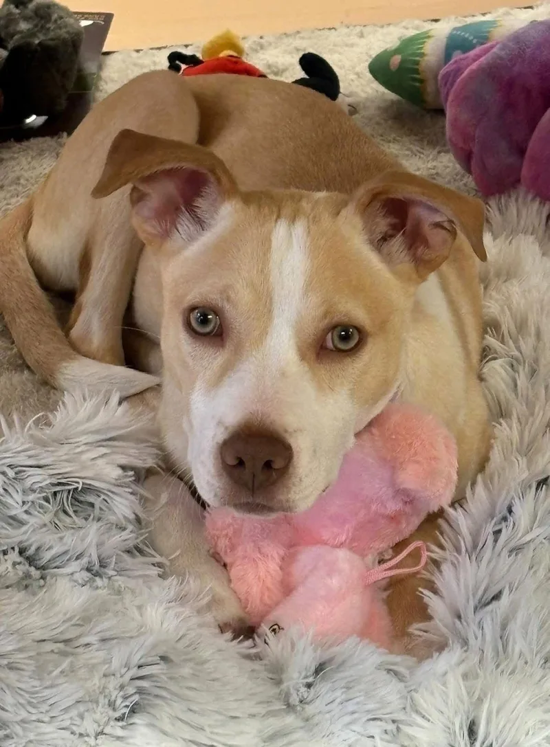 Penelope thumbnail 2