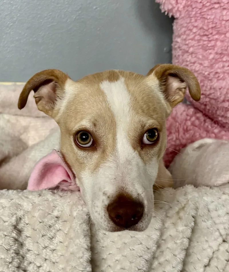 Penelope thumbnail 3