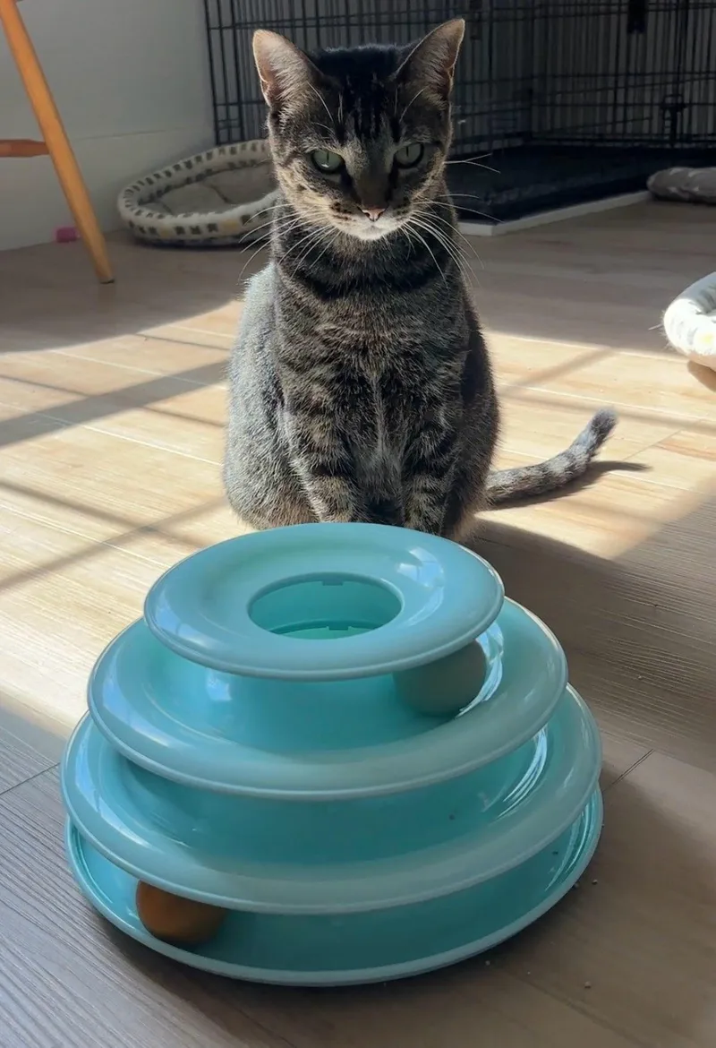 A young medium-sized female Tabby (Brown / Chocolate) American Shorthair cat named Tootsie for adoption in Wilmington, NC