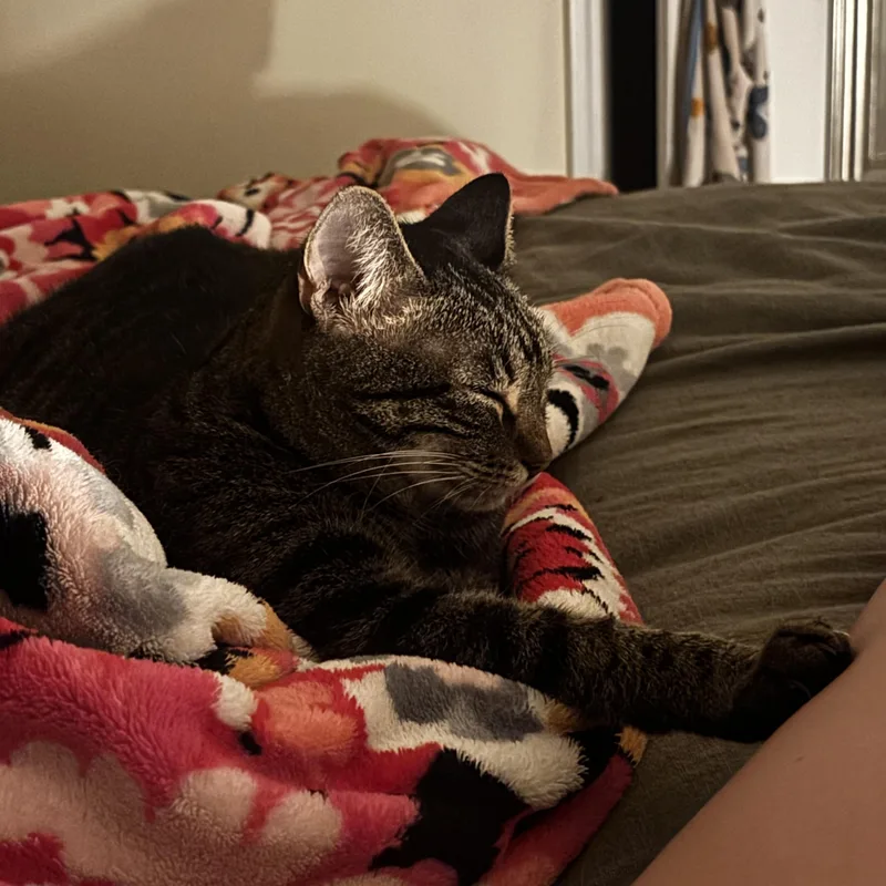 Tootsie thumbnail 3
