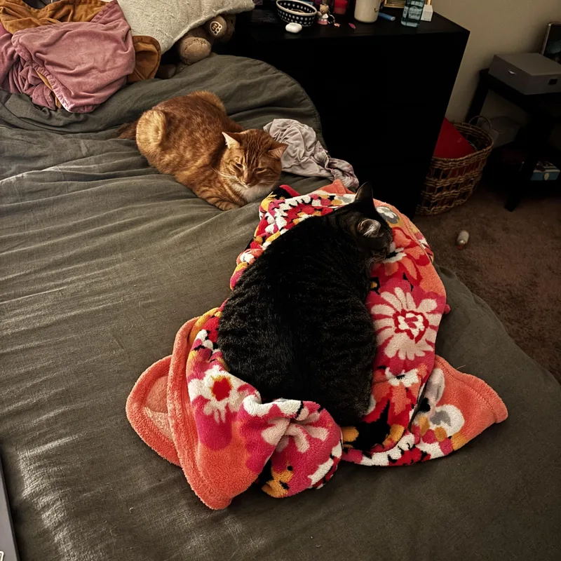 Tootsie thumbnail 4