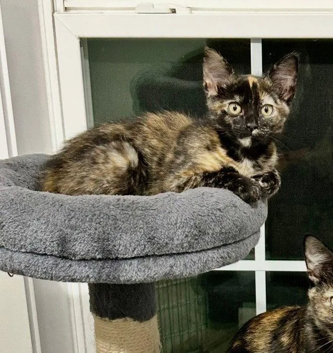 A baby medium-sized female Domestic Short Hair cat named Cashew for adoption in Cromwell, KY
