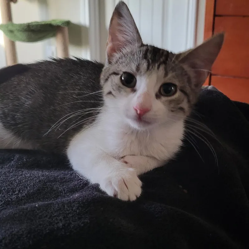 A baby small-sized female Brown / Chocolate Domestic Short Hair cat named Annie for adoption in Galveston, TX