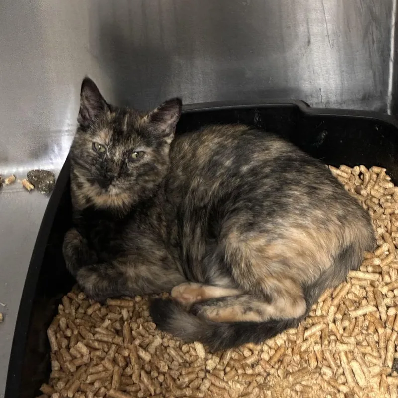 A baby small-sized female Black Domestic Short Hair cat named Sydney for adoption in Carencro, LA