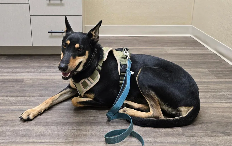 A young large-sized female Doberman Pinscher dog named Mimi for adoption in Minneapolis, MN