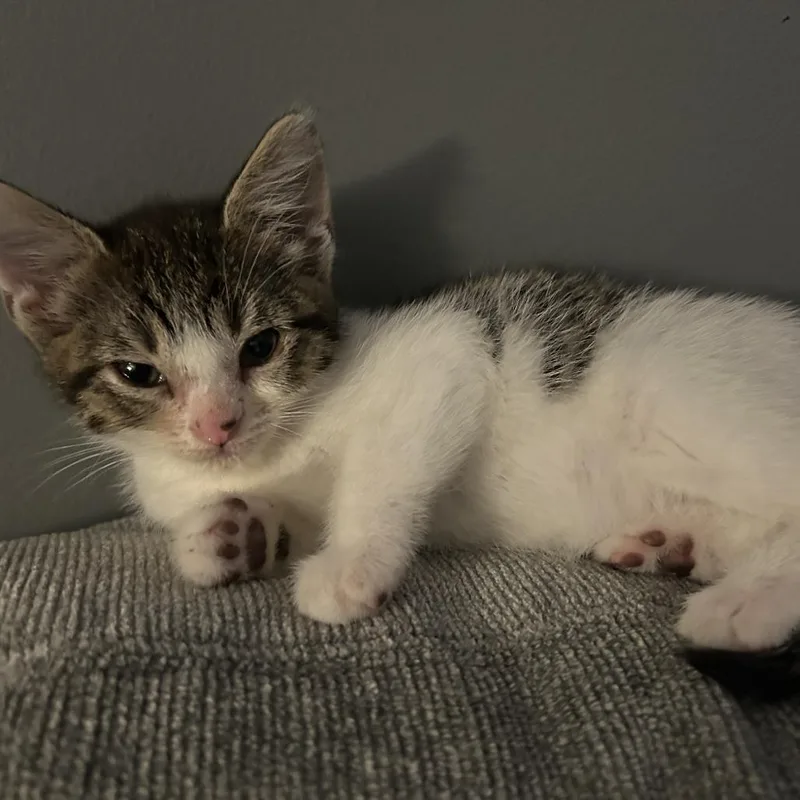 A baby small-sized male White American Shorthair cat named Whitaker for adoption in Marietta, GA