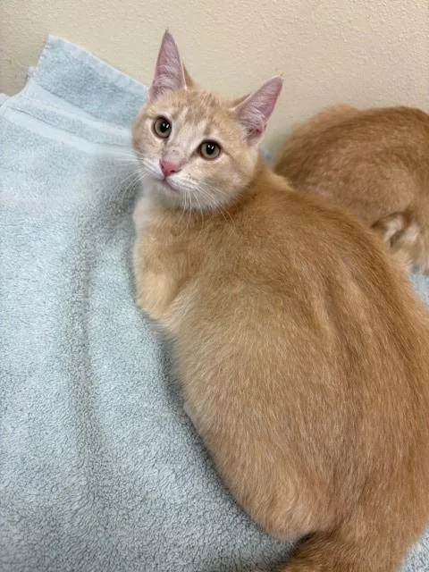 A young medium-sized female Domestic Short Hair cat named Talulla for adoption in Ladysmith, WI