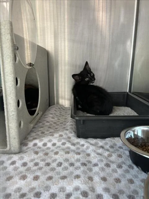 A baby small-sized male Domestic Short Hair cat named Diamond for adoption in Norco, CA