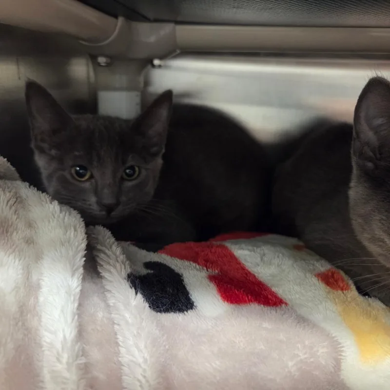 A baby small-sized male Gray / Blue / Silver Domestic Short Hair cat named Tom Thumb for adoption in Chattanooga, TN