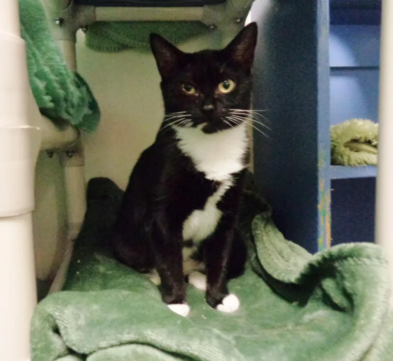 A young small-sized female Black & White / Tuxedo Domestic Short Hair cat named Junebug for adoption in Delhi, NY