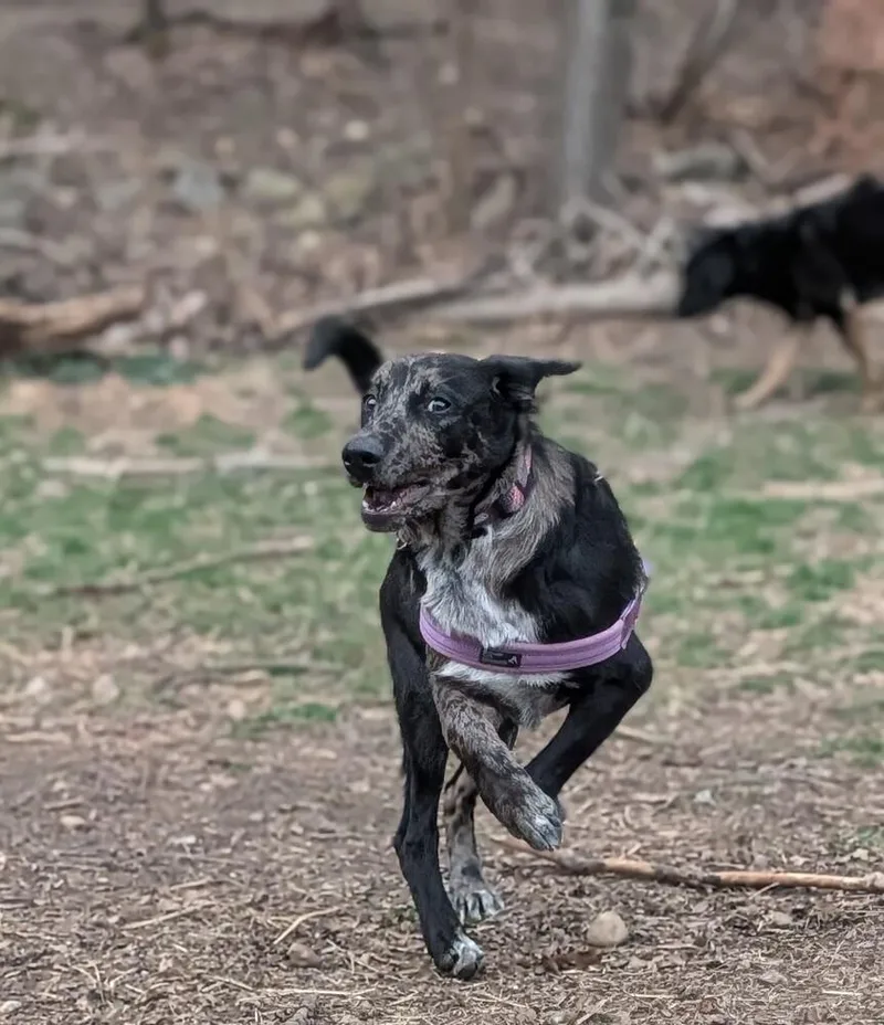 A baby large-sized female Merle (Blue) Catahoula Leopard Dog dog named Poppy Posy for adoption in Waunakee, WI