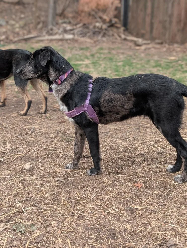 Poppy Posy thumbnail 2