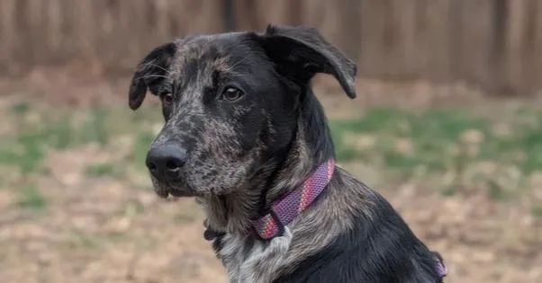 Poppy Posy thumbnail 3