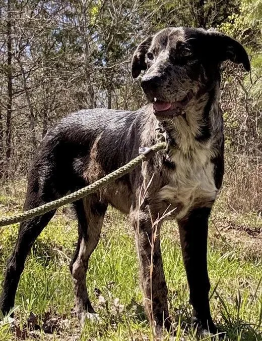 Poppy Posy thumbnail 5