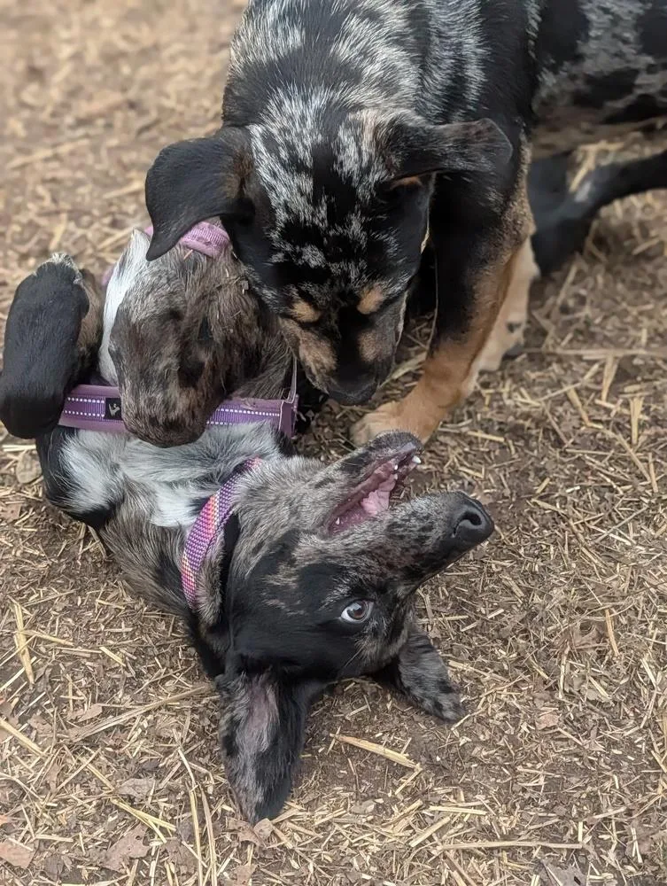 Poppy Posy thumbnail 6