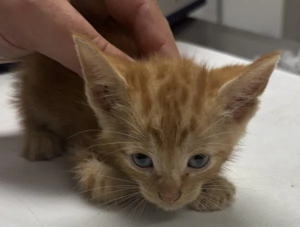 A baby small-sized male Domestic Short Hair cat named Pen Cheeto for adoption in Lawrenceville, GA