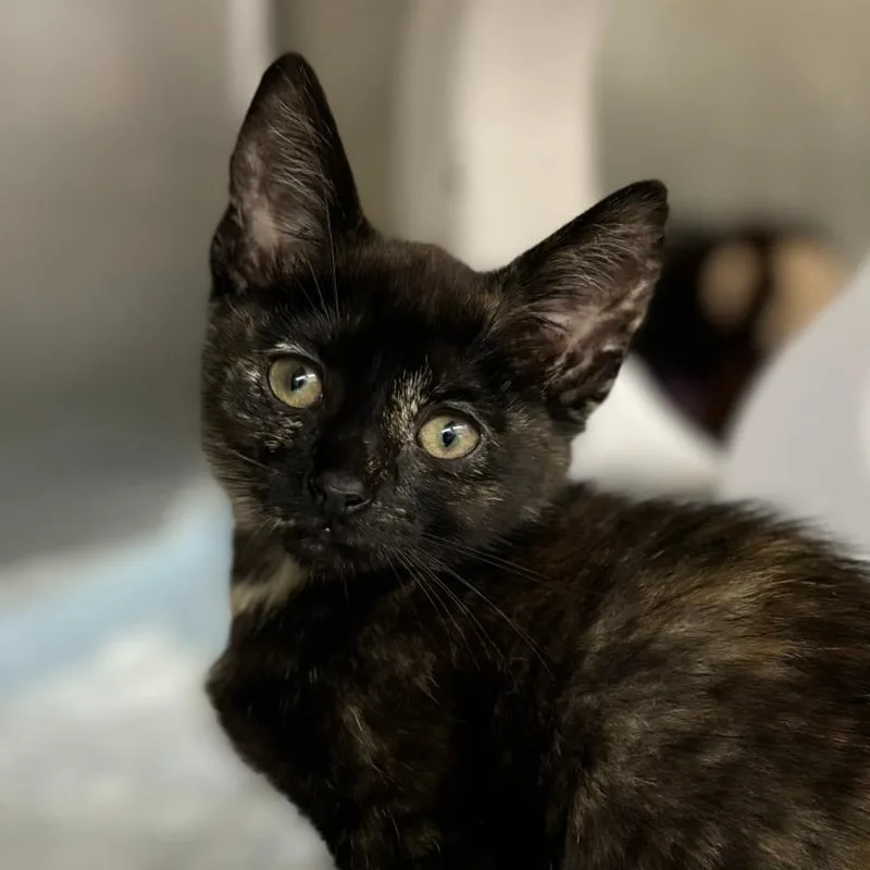 A baby small-sized female Black Domestic Short Hair cat named Luisa for adoption in West Palm Beach, FL