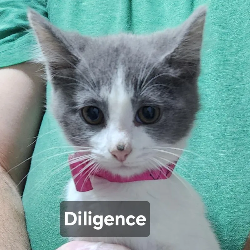 A baby small-sized female Gray / Blue / Silver Domestic Short Hair cat named Diligence for adoption in Carmel, IN