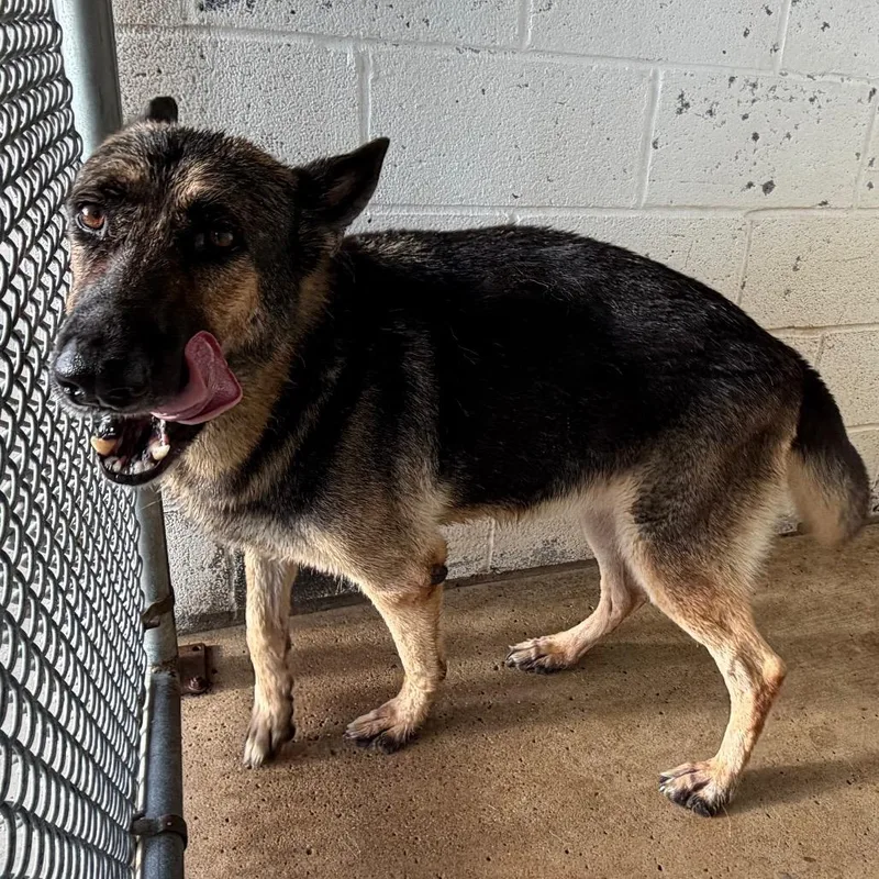 An adult large-sized female Black German Shepherd Dog dog named Shiloh for adoption in Edinburg, TX