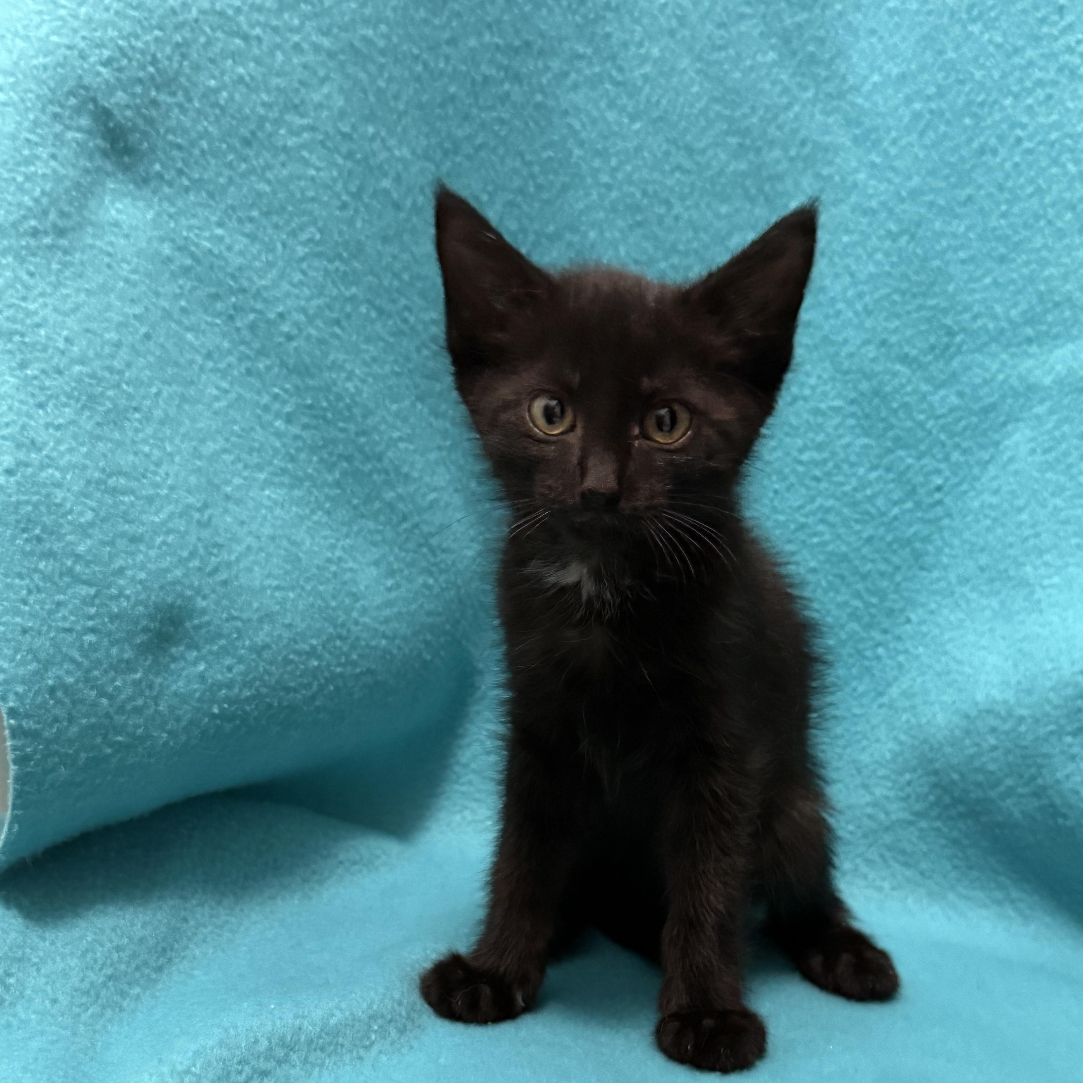 A baby medium-sized male Domestic Short Hair cat named Dean for adoption in Oakdale, CA