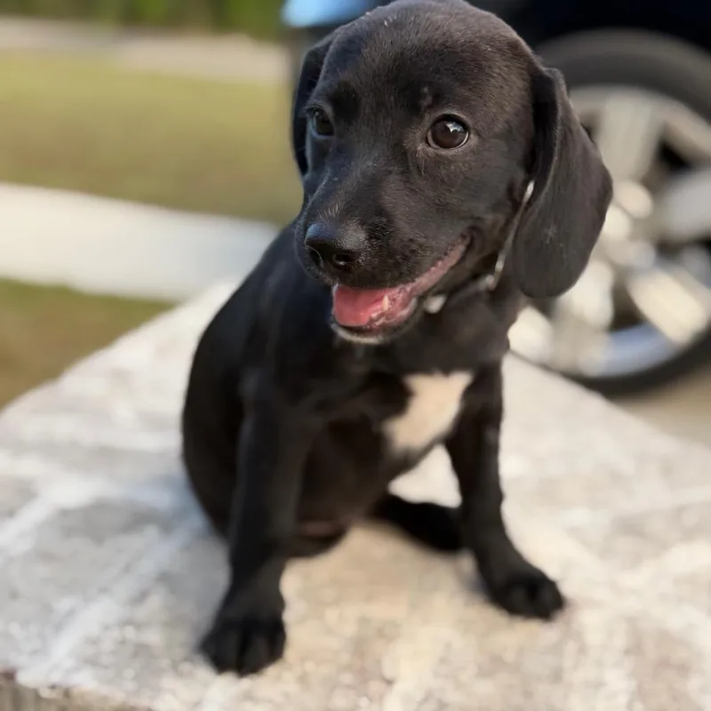 A baby small-sized female Black Spaniel dog named Syrab for adoption in Baton Rouge, LA