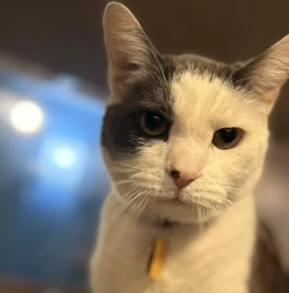 Geralt Bonded To Nala