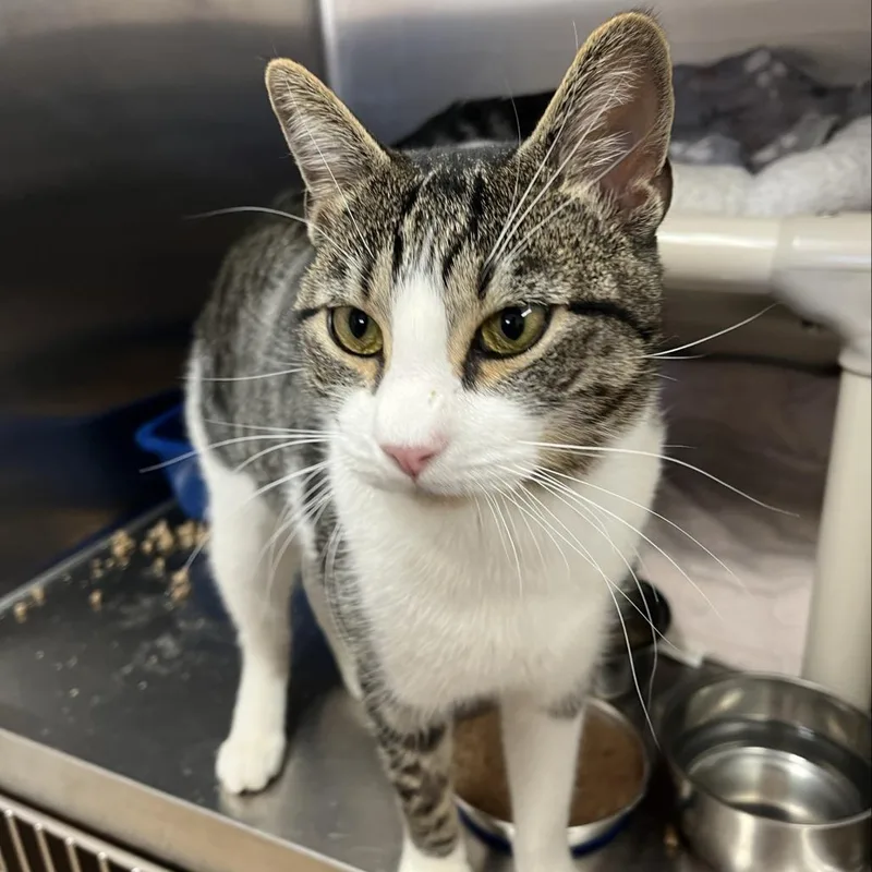A young large-sized male Gray / Blue / Silver Domestic Short Hair cat named Eagle for adoption in Las Vegas, NV
