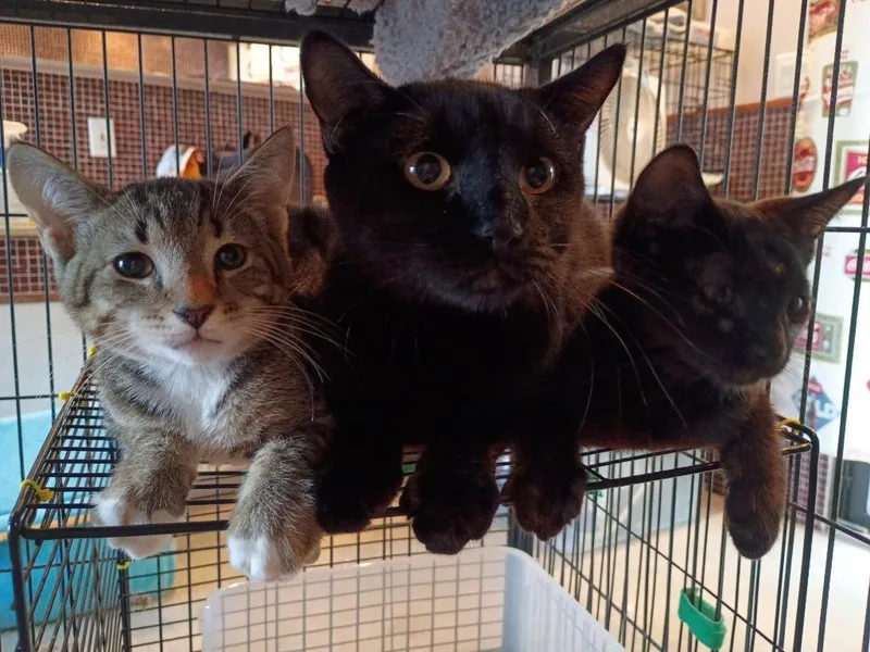A baby medium-sized female Domestic Short Hair cat named Faith black upstairs for adoption in LIberty, NY