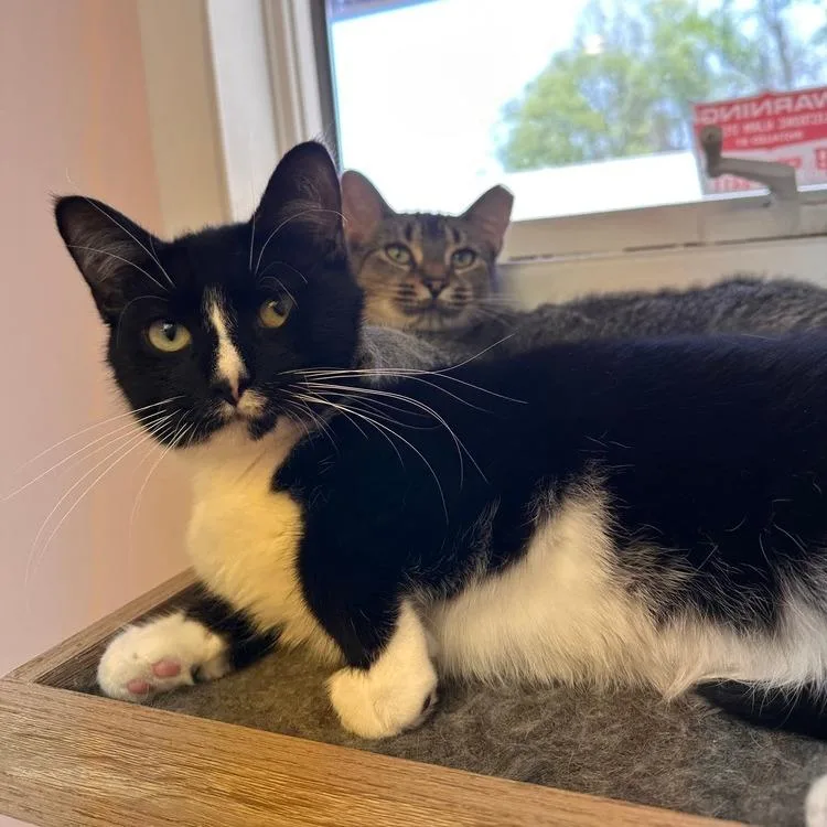 A young small-sized male Black Domestic Short Hair cat named Benny for adoption in Greensburg, PA