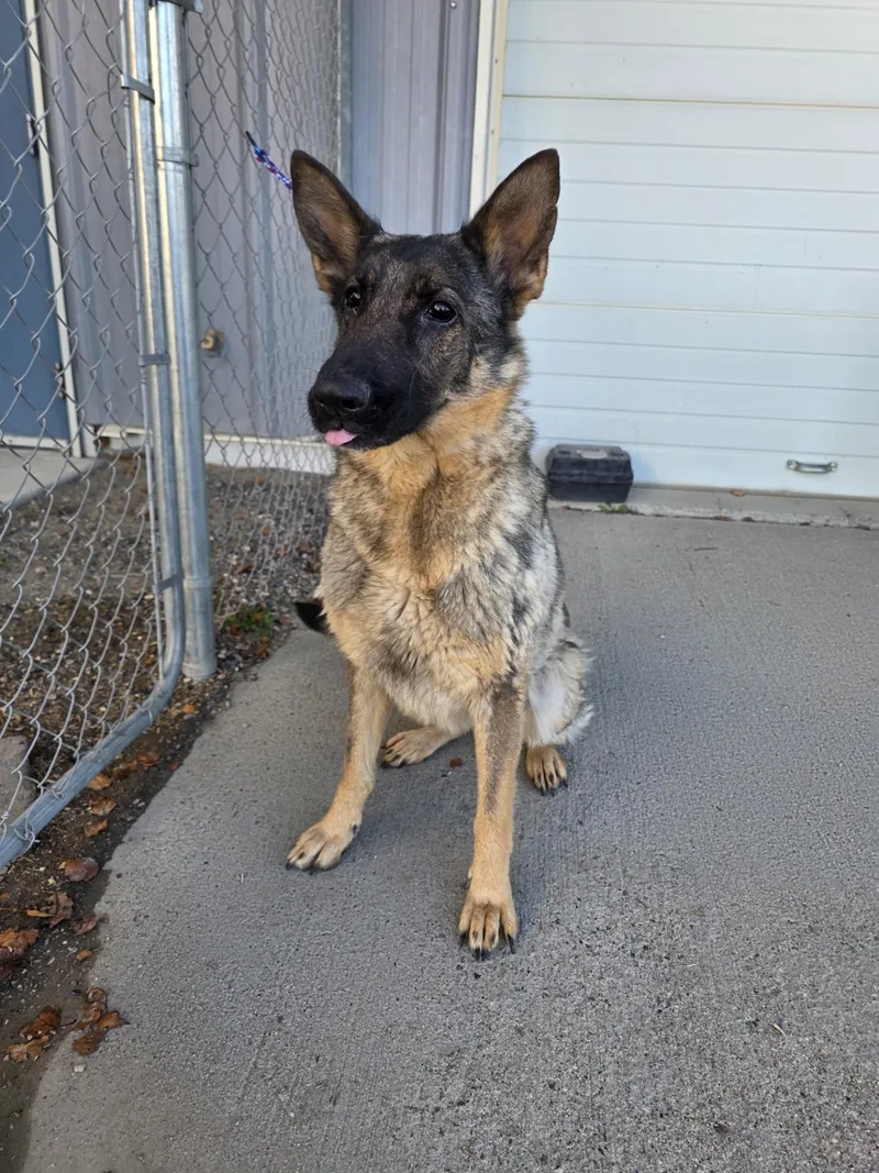 An adult medium-sized female Sable German Shepherd Dog named 61966996 for adoption in Elko, NV