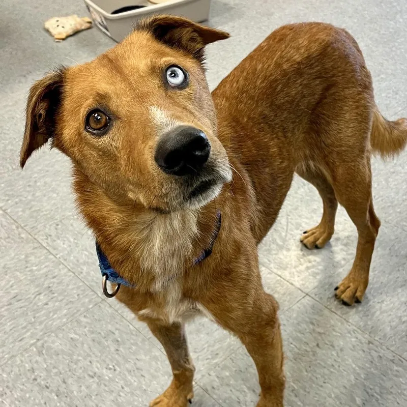 Rowan Whitethorn thumbnail 2