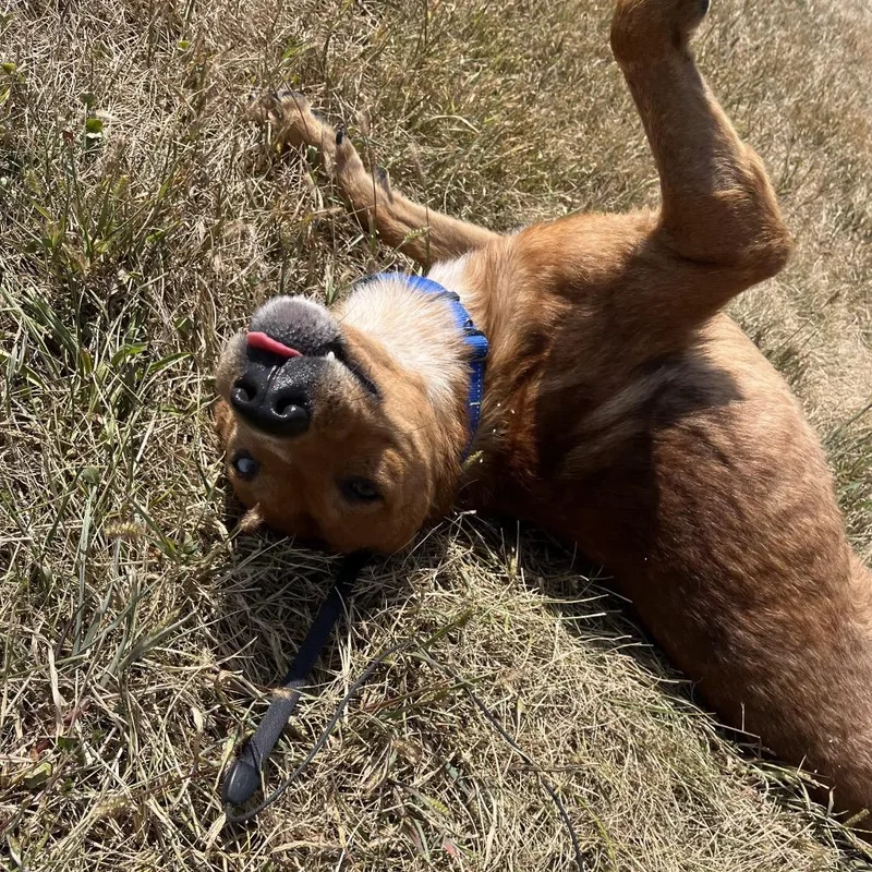 Rowan Whitethorn thumbnail 3