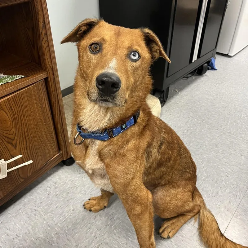 Rowan Whitethorn thumbnail 4