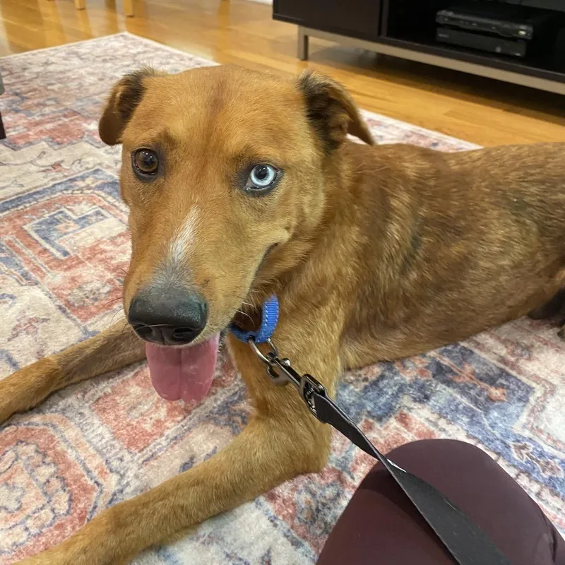 Rowan Whitethorn thumbnail 5