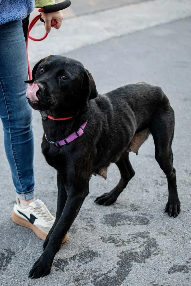 An adult large-sized female Black Labrador Retriever dog named Scarlett for adoption in Frankfort, NY