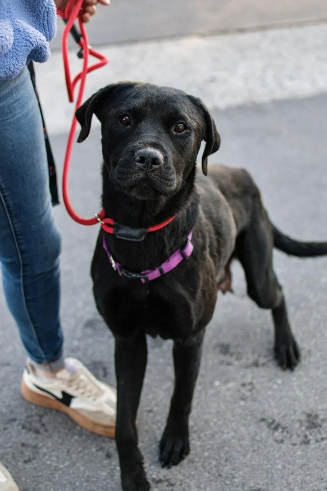 Scarlett thumbnail 2