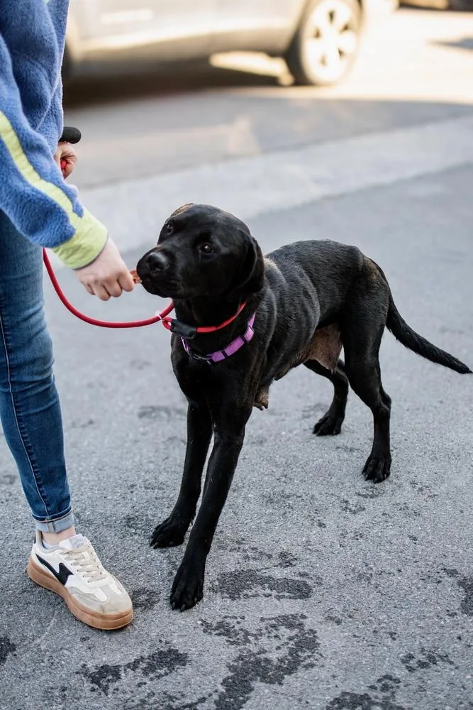 Scarlett thumbnail 3