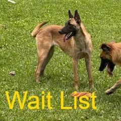 A young small-sized female Yellow / Tan / Blond / Fawn Belgian Shepherd / Malinois dog named Lola for adoption in Livingston, TX