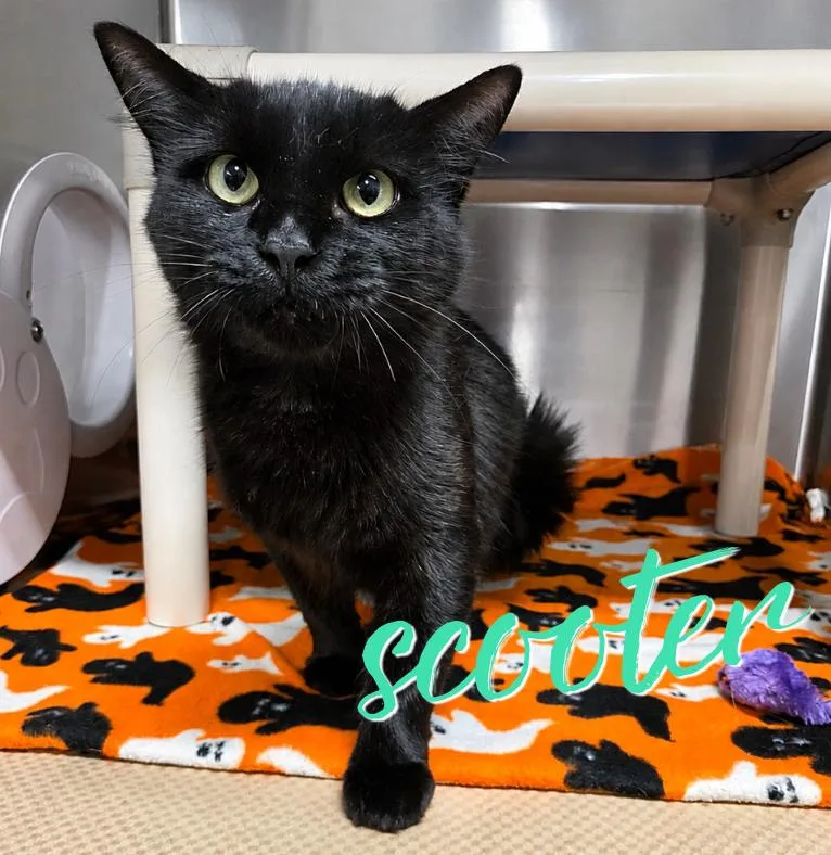 A young medium-sized female Domestic Medium Hair cat named Scooter for adoption in Nevada, IA