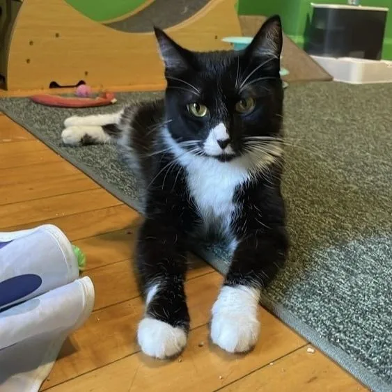 A young medium-sized female Black & White / Tuxedo Domestic Short Hair cat named Rose for adoption in Chicago, IL