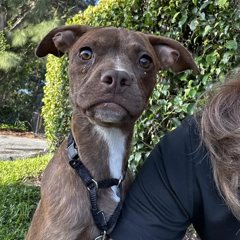 A baby small-sized female Brown / Chocolate Boston Terrier dog named Coffee for adoption in Jupiter, FL