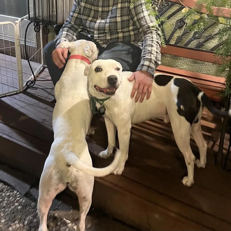 An adult medium-sized male White / Cream Pit Bull Terrier dog named Chuck for adoption in Vallejo, CA