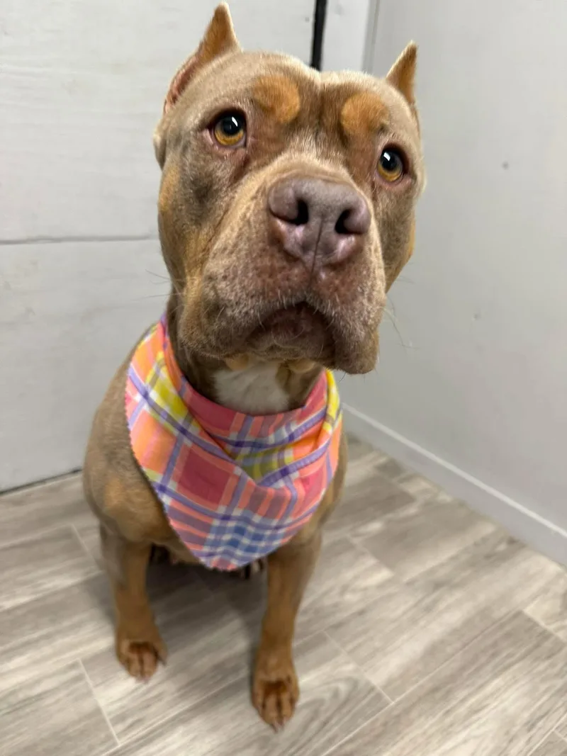 An adult medium-sized female Tricolor (Brown, Black, & White) American Staffordshire Terrier dog named Bridgette for adoption in Tulsa, OK