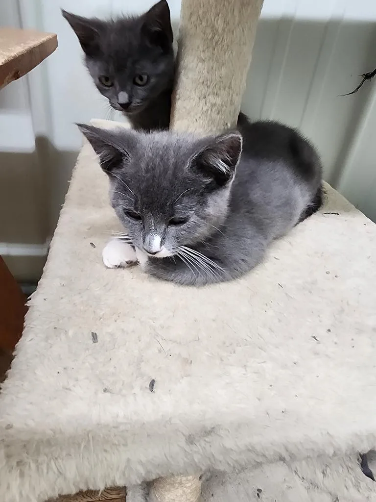 A baby small-sized male Domestic Medium Hair cat named Jerzy for adoption in Virginia, MN