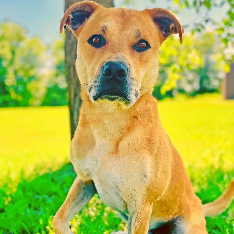 Chester  Nado thumbnail 2