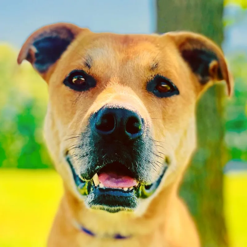 Chester  Nado thumbnail 3