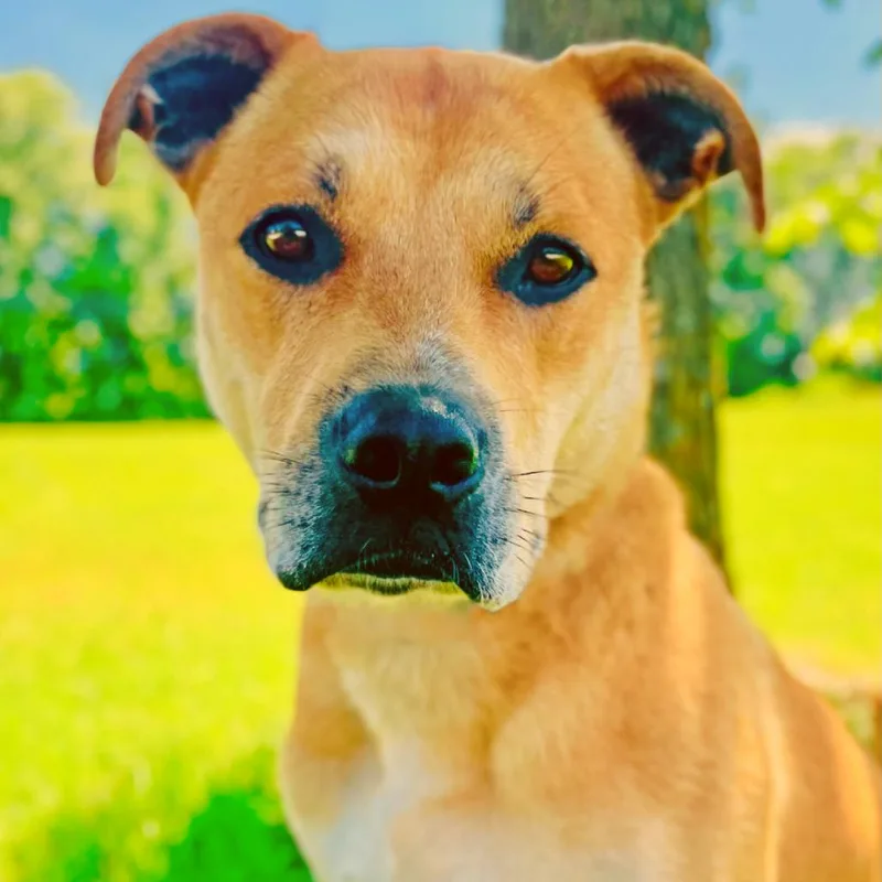 Chester  Nado thumbnail 4