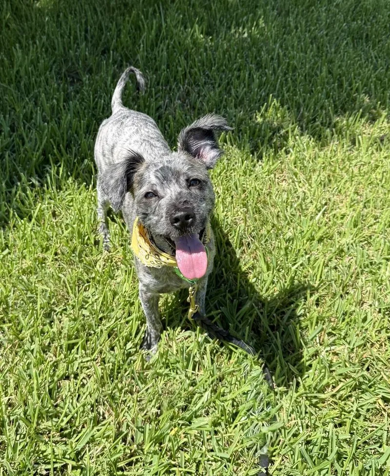 A young small-sized male Gray / Blue / Silver Mixed Breed dog named Teddy for adoption in San Leon, TX