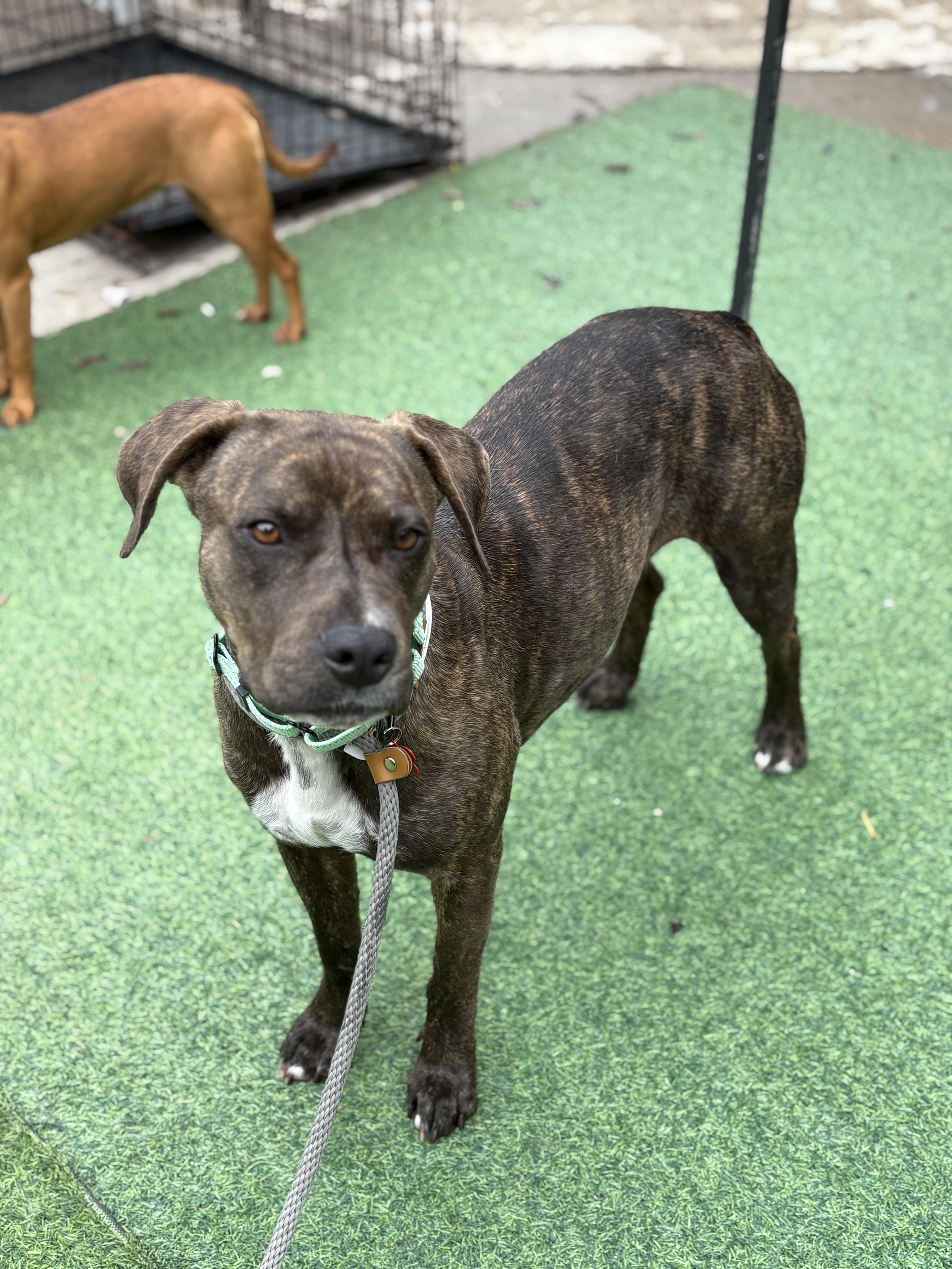 A young medium-sized female Brindle Boxer dog named Raya Sunshine for adoption in Houston, TX